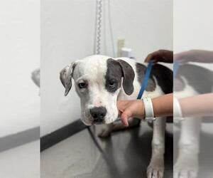 Mutt Dogs for adoption in Bakersfield, CA, USA