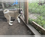 Small Photo #12 Akita Puppy For Sale in FLORISSANT, MO, USA
