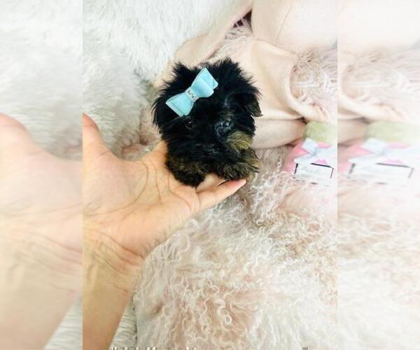 Medium Photo #6 Yorkshire Terrier Puppy For Sale in SAINT PETERSBURG, FL, USA