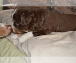 Small Photo #6 Miniature Australian Shepherd Puppy For Sale in WOODSTOCK, CT, USA