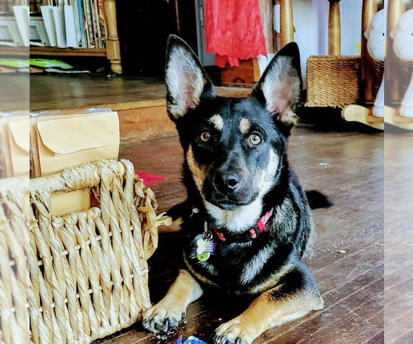 Medium Photo #2 German Shepherd Dog-Unknown Mix Puppy For Sale in W Hollywood, CA, USA