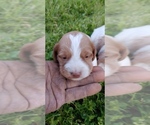 Small Photo #5 Brittany Puppy For Sale in CULPEPER, VA, USA