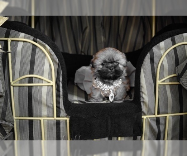 Medium Photo #40 Shih Tzu Puppy For Sale in HAYWARD, CA, USA