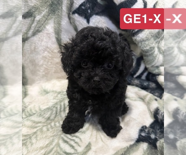 Medium Photo #5 Poodle (Toy) Puppy For Sale in ELM CITY, NC, USA