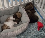 Image preview for Ad Listing. Nickname: Litter of 5