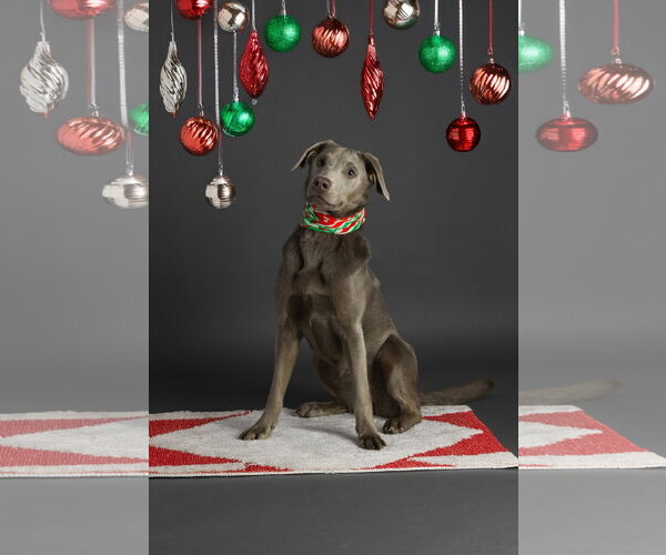 Medium Photo #1 Labrador Retriever-Whippet Mix Puppy For Sale in Columbus, IN, USA