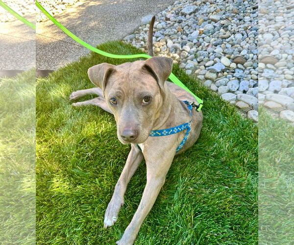 Medium Photo #11 American Pit Bull Terrier-Unknown Mix Puppy For Sale in Germantown, OH, USA