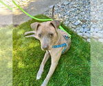 Small Photo #11 American Pit Bull Terrier-Unknown Mix Puppy For Sale in Germantown, OH, USA