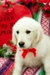 Small Photo #3 English Cream Golden Retriever Puppy For Sale in PLYMOUTH, OH, USA