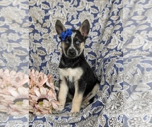 German Shepherd Dog-Siberian Husky Mix Puppy for sale in EPHRATA, PA, USA