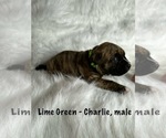Small Photo #8 American Staffordshire Terrier-Boxer Mix Puppy For Sale in SCOBEY, MS, USA