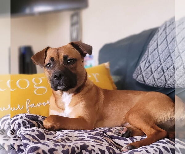 Medium Photo #45 Mutt Puppy For Sale in Philadelphia, PA, USA