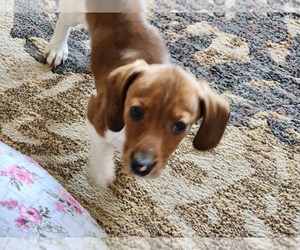 Dachshund Puppy for sale in GREENWOOD, WI, USA