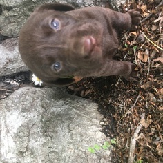 Labrador Retriever Puppy for sale in ALBANY, KY, USA