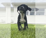 Small #2 Huskies -Labrador Retriever Mix