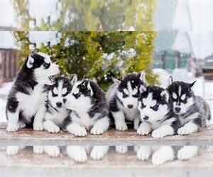 Siberian Husky Puppy for sale in LIMA, OH, USA