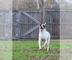 Small #3 American Staffordshire Terrier-Labrador Retriever Mix