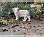 Small #2 Miniature Australian Shepherd