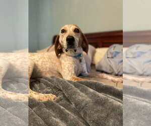 Cobbler - Female English Coonhound-Unknown Mix Dog for Adoption - Photo #3