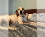 Small Photo #3 English Coonhound-Unknown Mix Puppy For Sale in Raleigh, NC, USA
