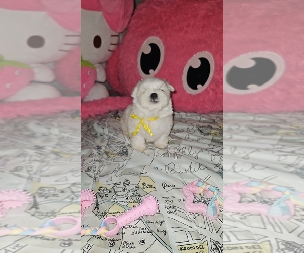 Medium Photo #4 Maltese Puppy For Sale in ORLANDO, FL, USA