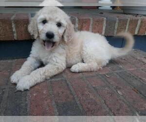 Goldendoodle Puppy for sale in AIKEN, SC, USA