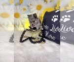 Small #8 Pomeranian