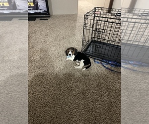 Bagle Hound Puppy for sale in SAN ANTONIO, TX, USA