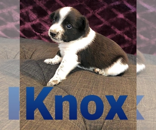 Medium Photo #1 Texas Heeler Puppy For Sale in DELTA, CO, USA