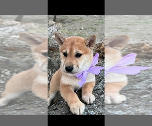 Shiba Inu Puppy for Sale in ITASCA, Texas USA