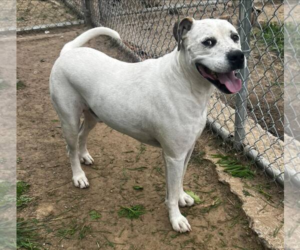 Medium Photo #1 Mutt Puppy For Sale in Pryor, OK, USA