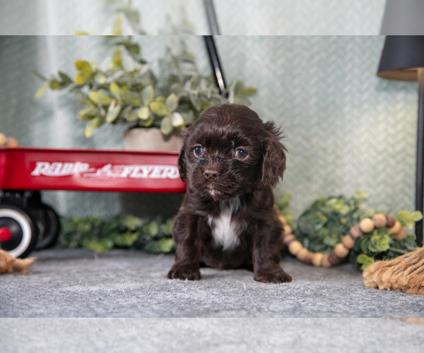 Medium Photo #2 Cocker Spaniel Puppy For Sale in NAPPANEE, IN, USA