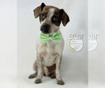 Small #3 Feist Terrier-Rat Terrier Mix