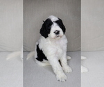 Puppy Mando Sheepadoodle