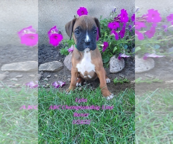 Medium Photo #1 Boxer Puppy For Sale in SHIPSHEWANA, IN, USA