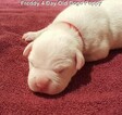 Small Photo #184 Dogo Argentino Puppy For Sale in PINEVILLE, MO, USA