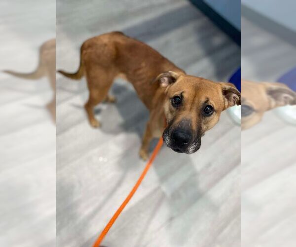 Medium Photo #23 Labrador Retriever-Unknown Mix Puppy For Sale in Lewistown, PA, USA