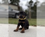 Small #11 Doberman Pinscher