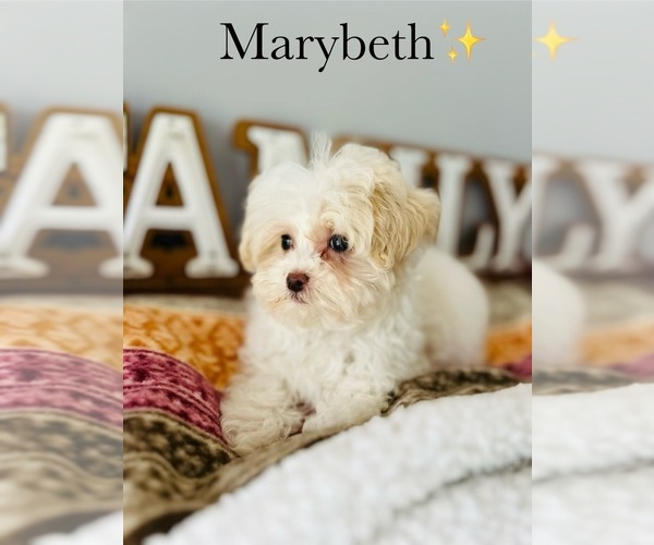 Medium Photo #13 Maltipoo Puppy For Sale in MURFREESBORO, TN, USA