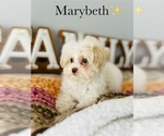 Small Photo #13 Maltipoo Puppy For Sale in MURFREESBORO, TN, USA