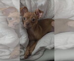 Small Photo #3 ShiChi Puppy For Sale in Rosenberg, TX, USA