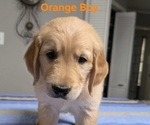 Small #3 Golden Retriever