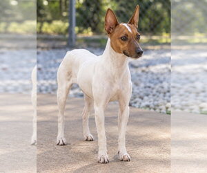 Rat Terrier Dogs for adoption in York, SC, USA