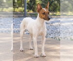 Dixie - Female Rat Terrier Dog for Adoption - Small photo