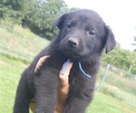Small Photo #4 Shepradors Puppy For Sale in HARRISON, AR, USA