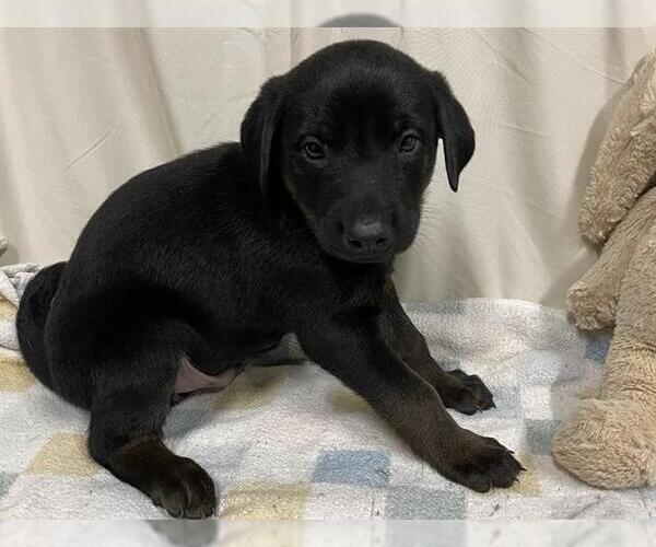 Medium Photo #1 Labrador Retriever-Unknown Mix Puppy For Sale in Modesto, CA, USA