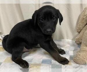 Labrador Retriever-Unknown Mix Dogs for adoption in Modesto, CA, USA