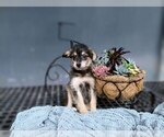 Puppy 3 Poodle (Toy)-Siberian Husky Mix
