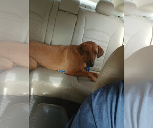 Professor Red - Male Labrador Retriever-Unknown Mix Dog for Adoption - Photo #3