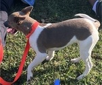 Small Photo #1 Rat Terrier Puppy For Sale in PENNSBURG, PA, USA
